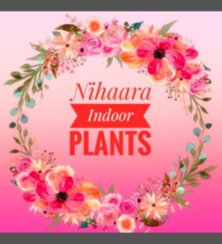 Nihaara Indoor Plants