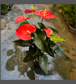 Nihaara Indoor Plants